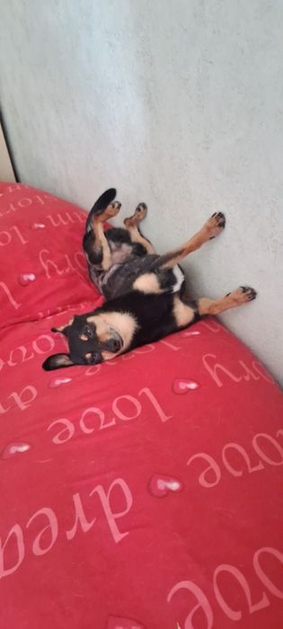 Собака в заботливые руки