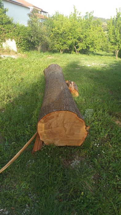 Vendo madeira tronco de cedro não e lenha e madeira boa