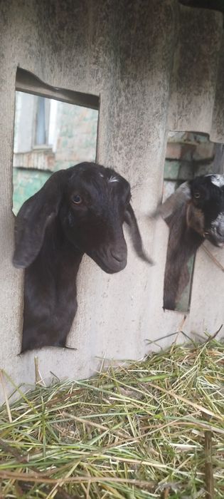 Козенята  Англонубійці (АН) %