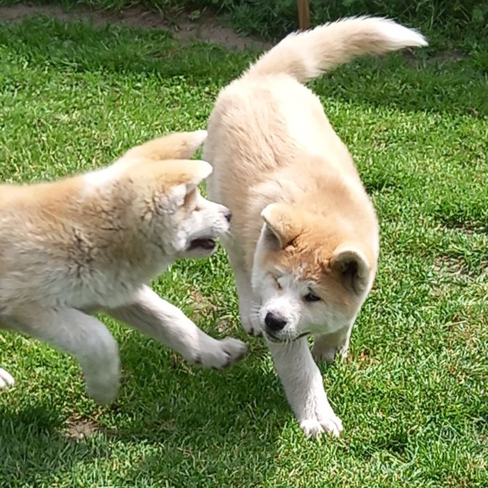 Akita Inu - suczka FCI.