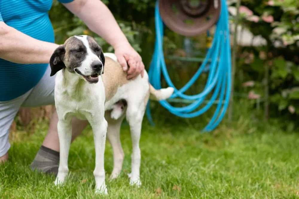 Karlos: piękny, wyżełkowaty, przyjazny