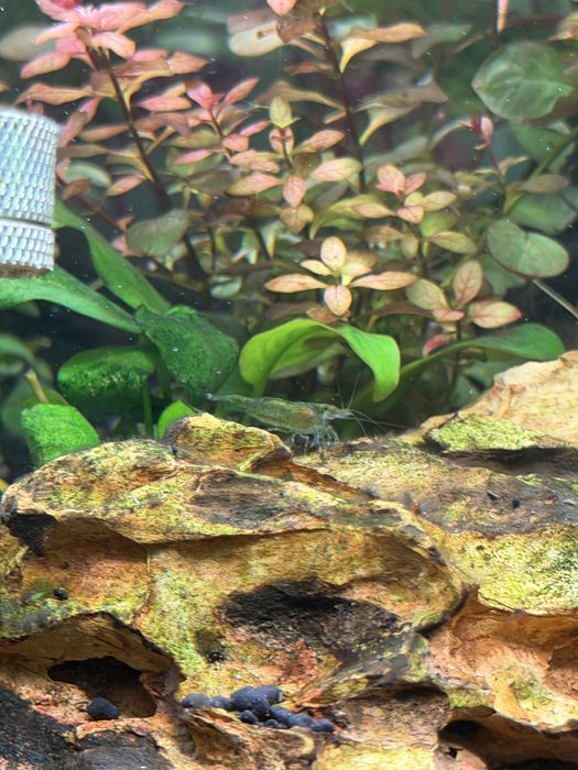 Camarao neocaridina transparentes