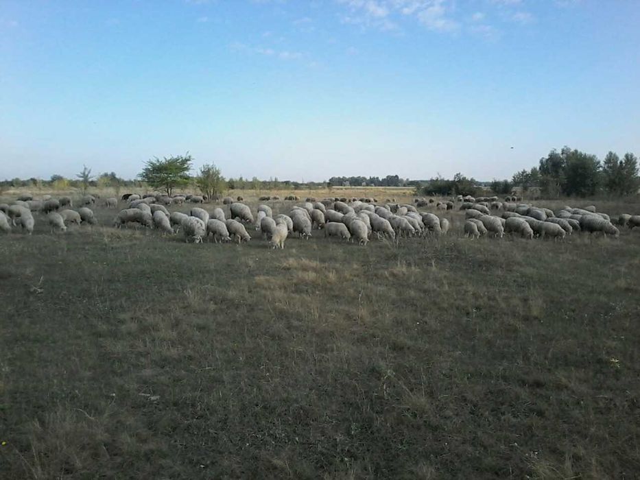 продам баранів, овець