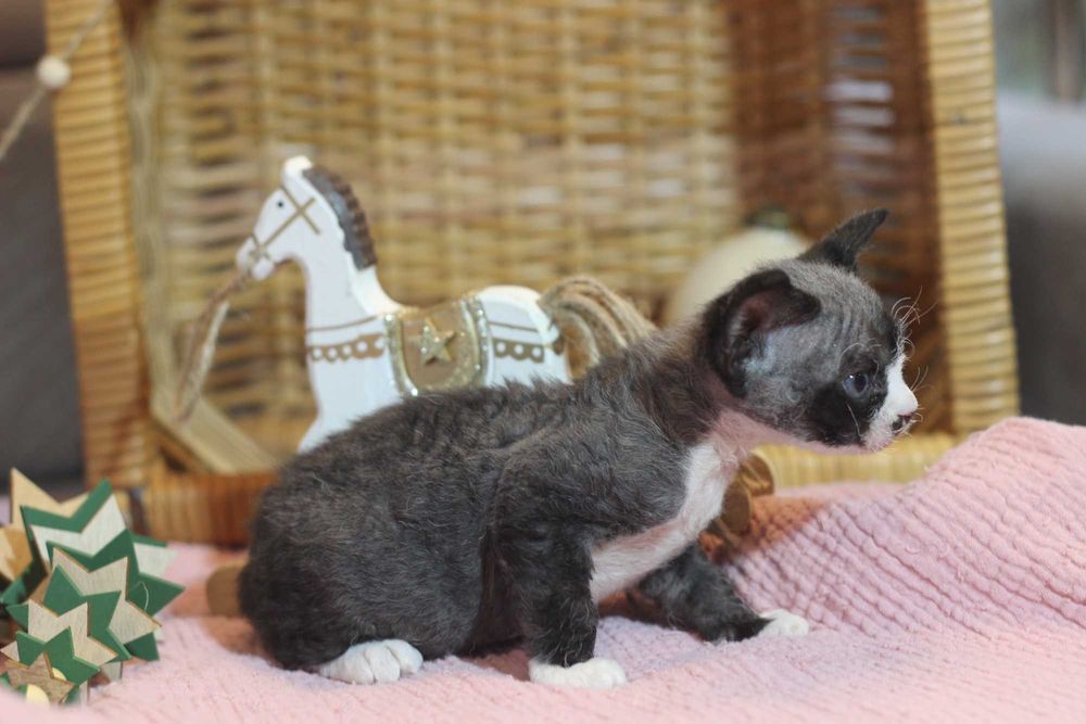 Wednesday - koteczka Devon Rex po championie