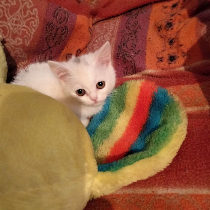 Дівчинка скоттіш страйт