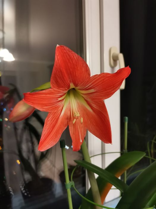 Гіпеаструм продам