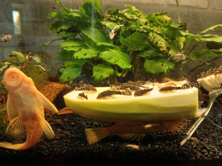 Młode glonojady/zbrojniki