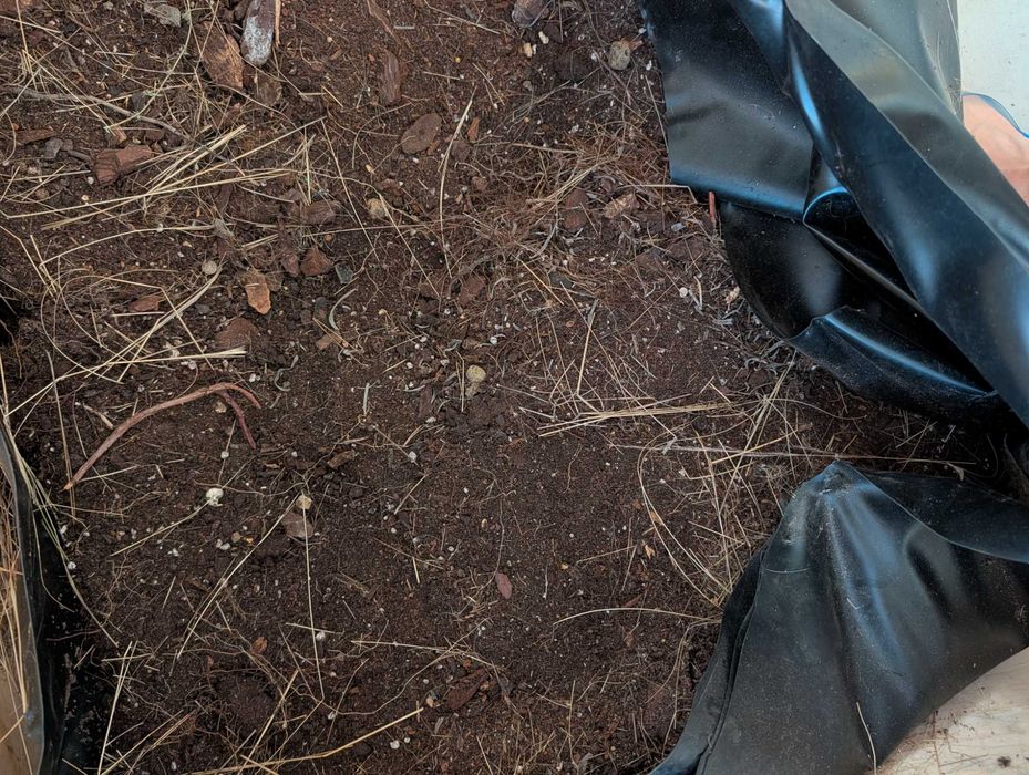 Terra/substrato para plantas (EN: potting soil)