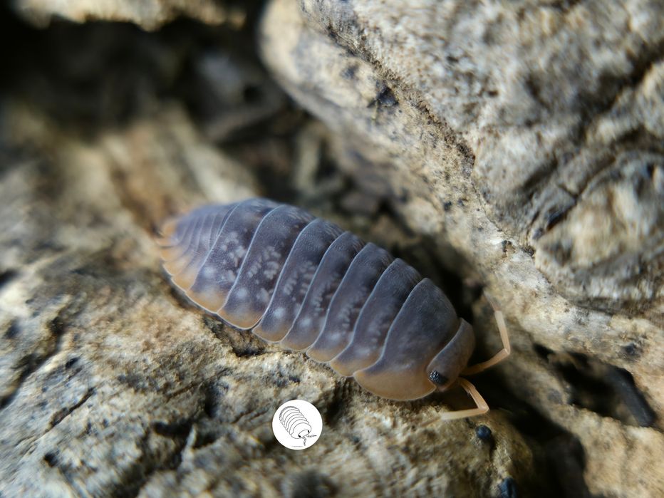 Isopody, prosionki, Sinodillo Sp. Vietnam
