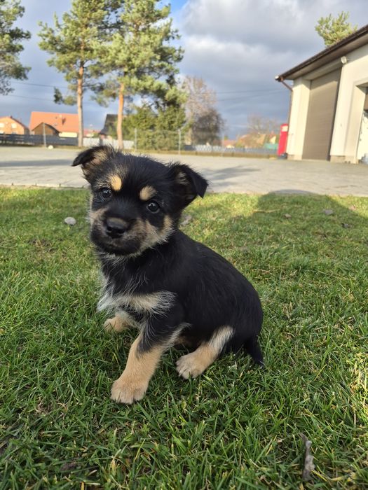 Oddam suczke 2 miesięczną