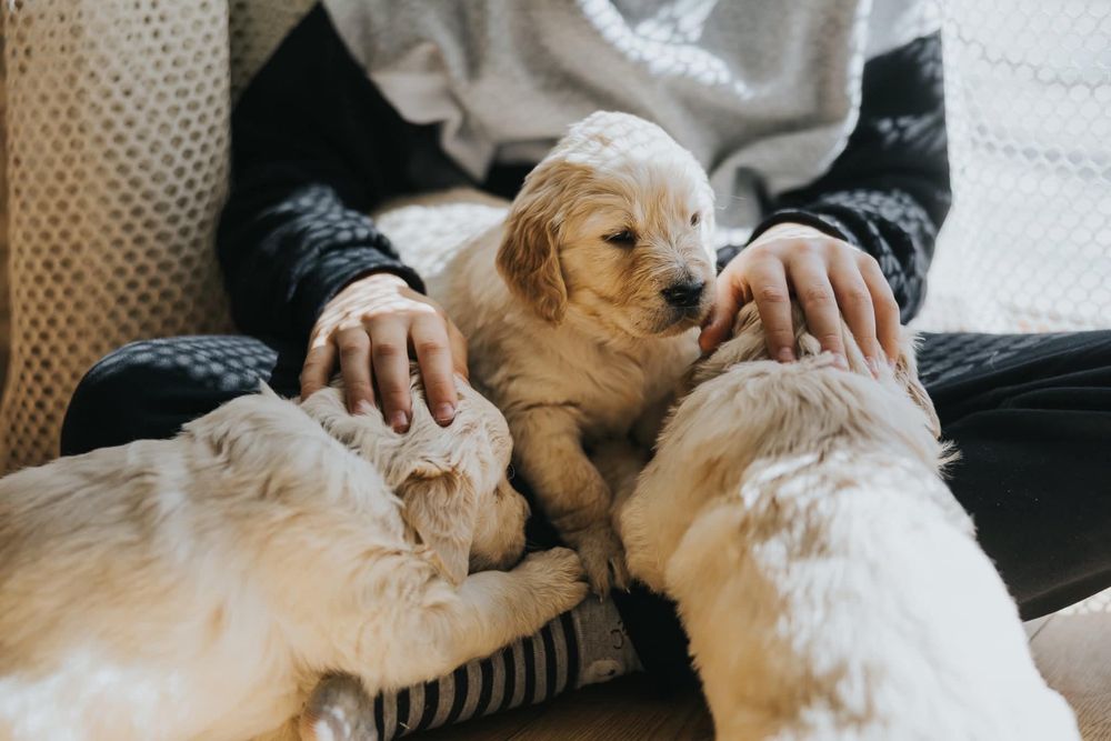 Golden Retriever