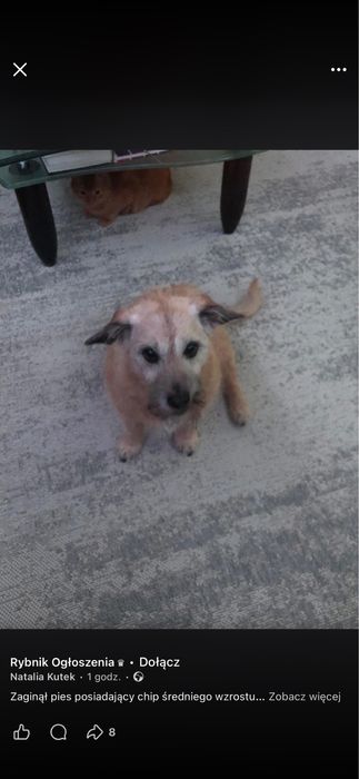 Uwaga! Zaginął pies!