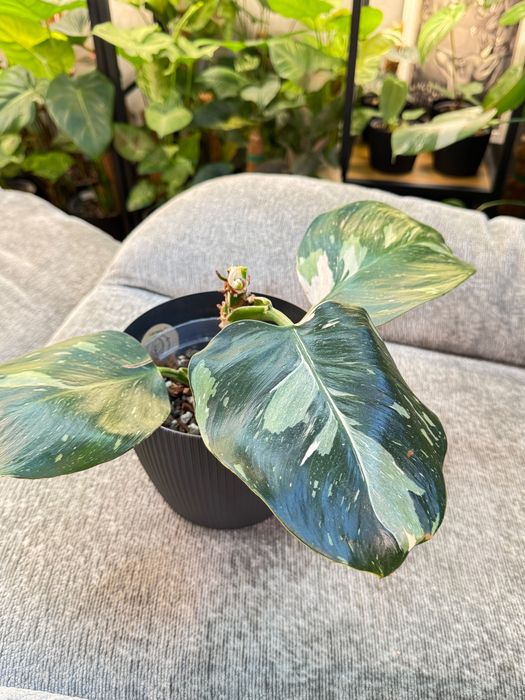 Philodendron mix