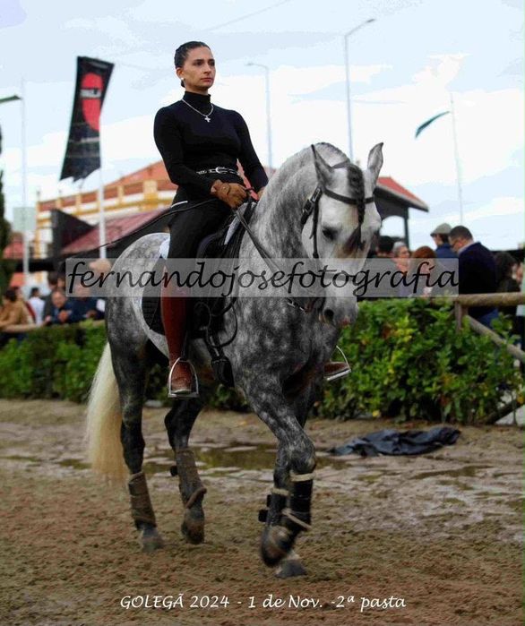 Lusitano 10 anos 1.58 arranjado