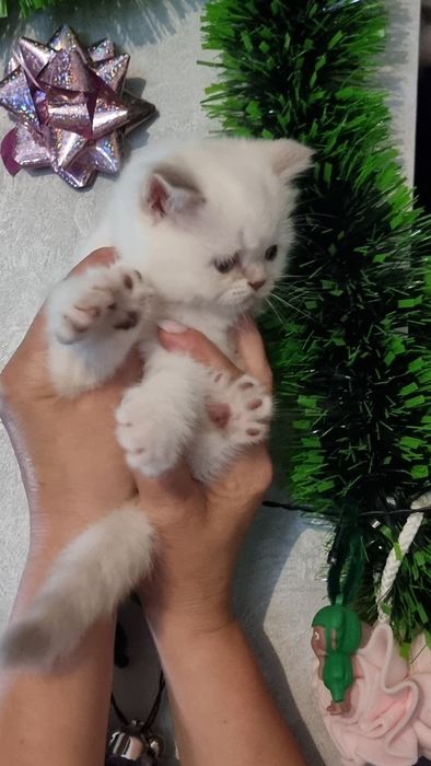 Шотландский  котик