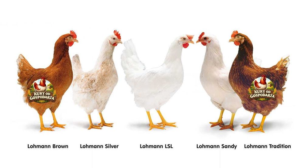 Kury Nioski Lohmann Brown Sandy Rosa Leghorn Dominant Greenshell