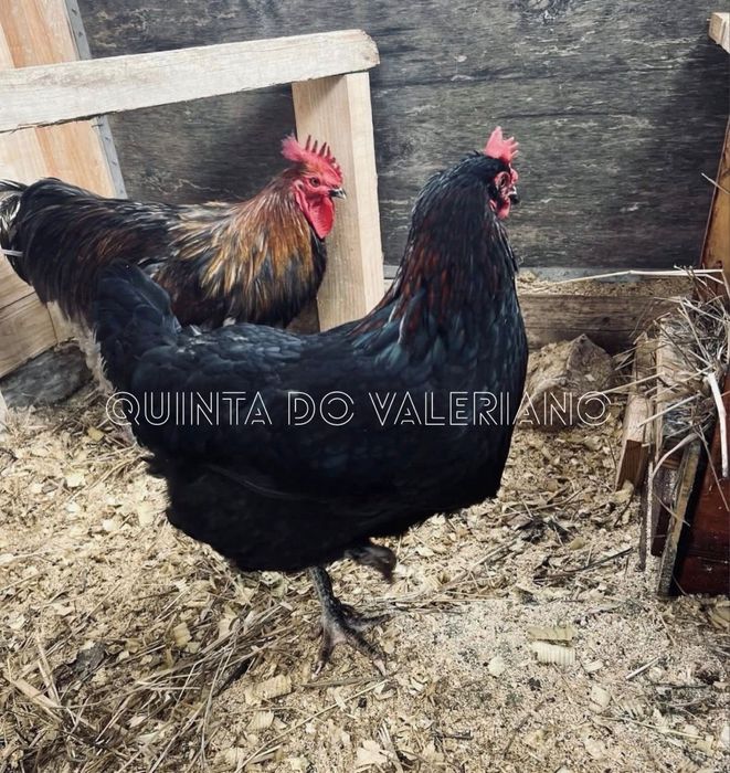 Ovos férteis e pintos de raça