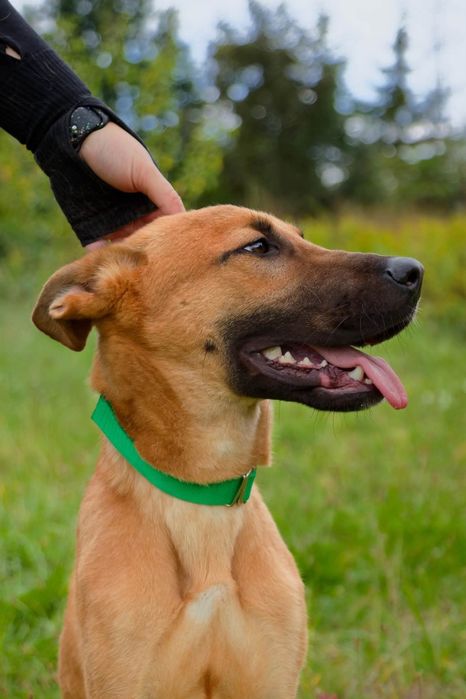 Scooby, młody roczny pies szuka domu