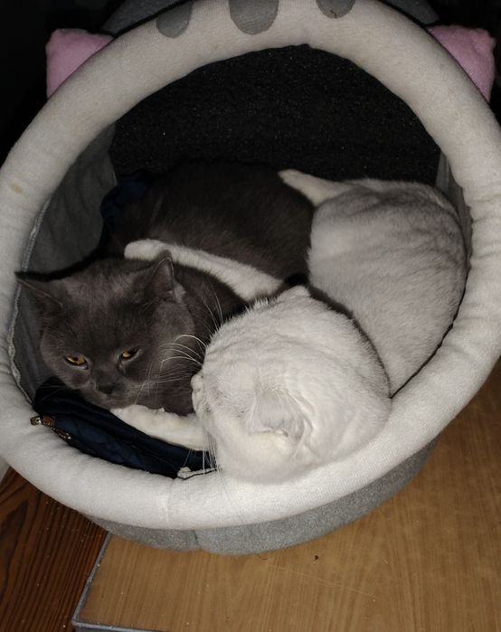 В'язка котів шотландська шиншила