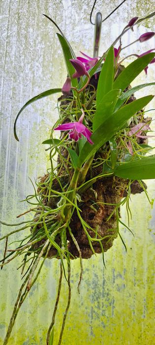 Montagem de Dendrobium  Berry Oda