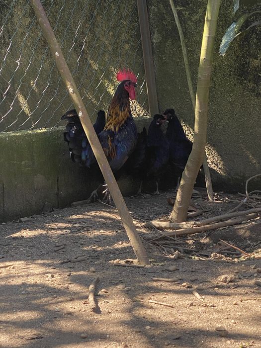 Garnizos brancos e pretos