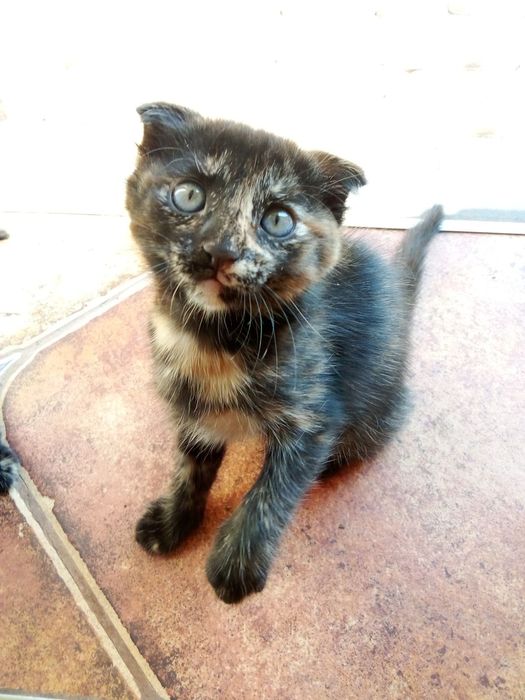 Отдам в хорошие руки