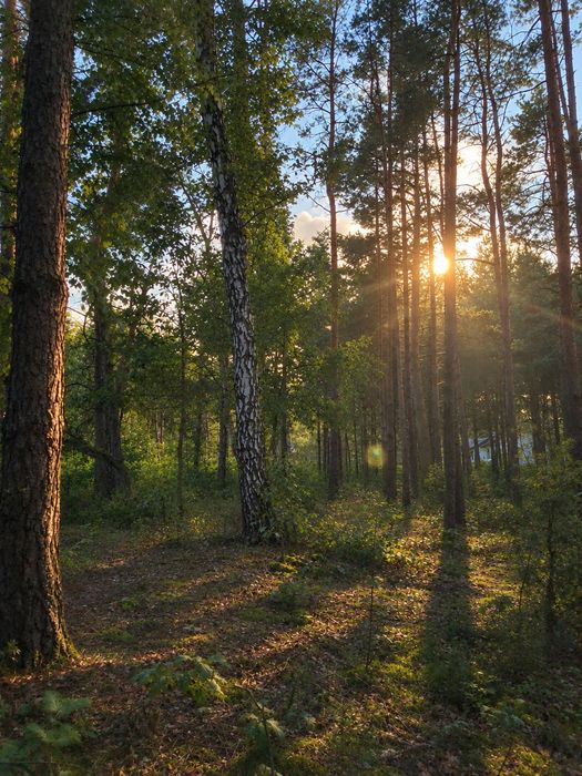 Działka z Warunkami zabudowy z drzewami - Widok 3