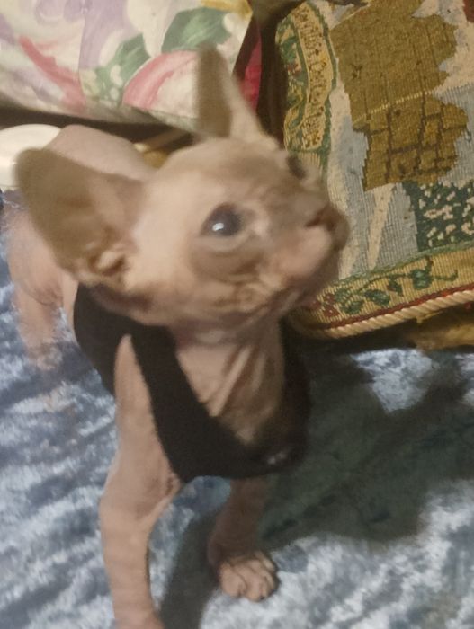 Котодетки сфинксята