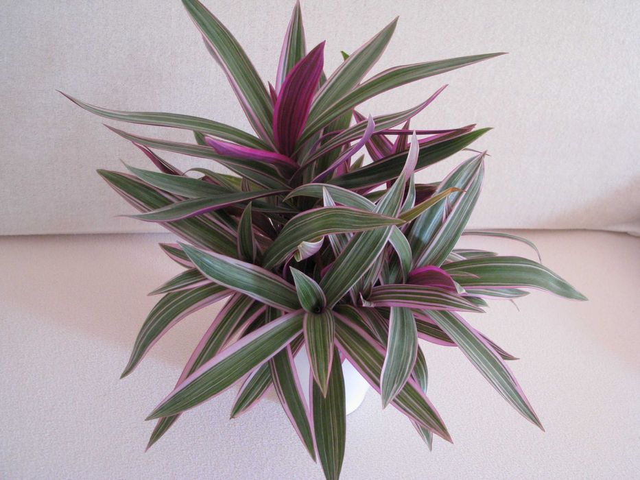 Reo meksykańskie trzykrotka tradeskancja piękna wielokolorowa roślinka