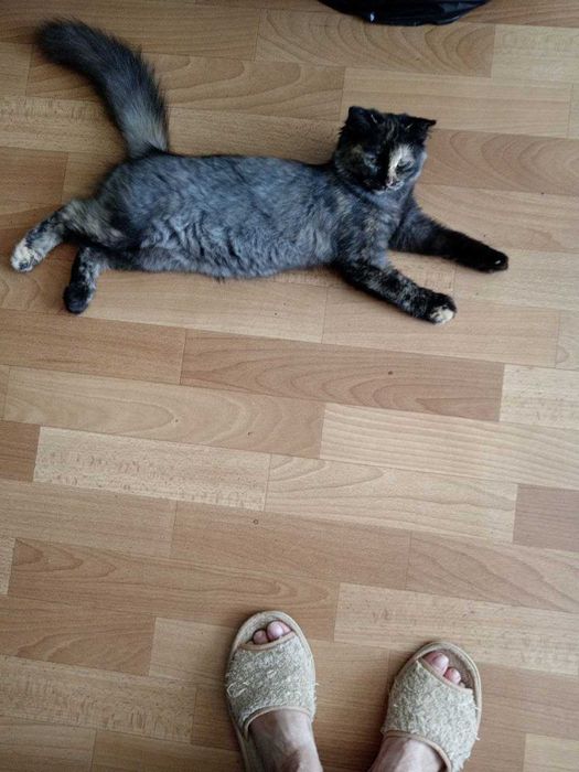 Пропала кошечка Ася