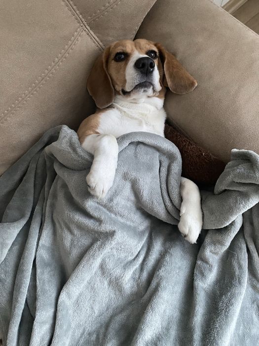 Гостювання тварин