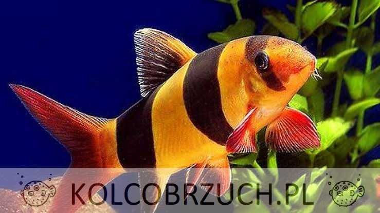 Bocja wspaniała - pogromca ślimaków - DUŻA - Chromobotia macracanthus