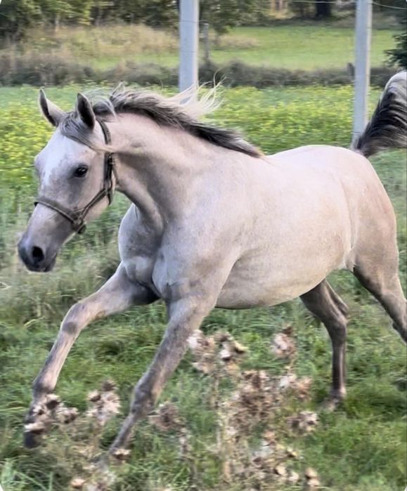 Klacz Arabska Orlando / Orla Wieza