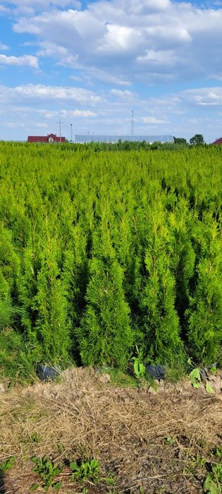 Tuja Smaragd 120 cm tuje laurowiśnia novita 100 thuja szmaragd wrocław