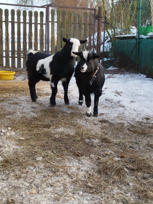 Mam do sprzedania młode kozy miniaturowe