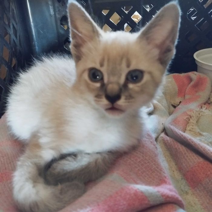 Gatinhos bebés para adopção