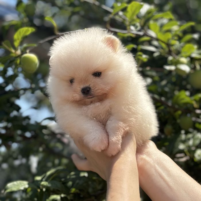 ляльковий Ведмедик шок классу.