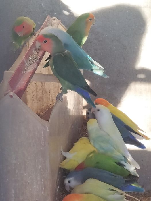 Agapórnis de todas as cores