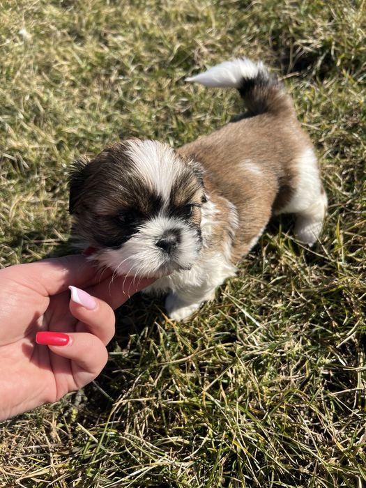 dziewczynka shih tzu