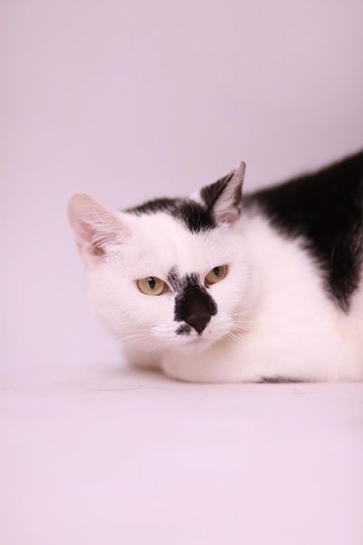 Chanel - wyjątkowa kotka w każdym calu czeka na adopcję