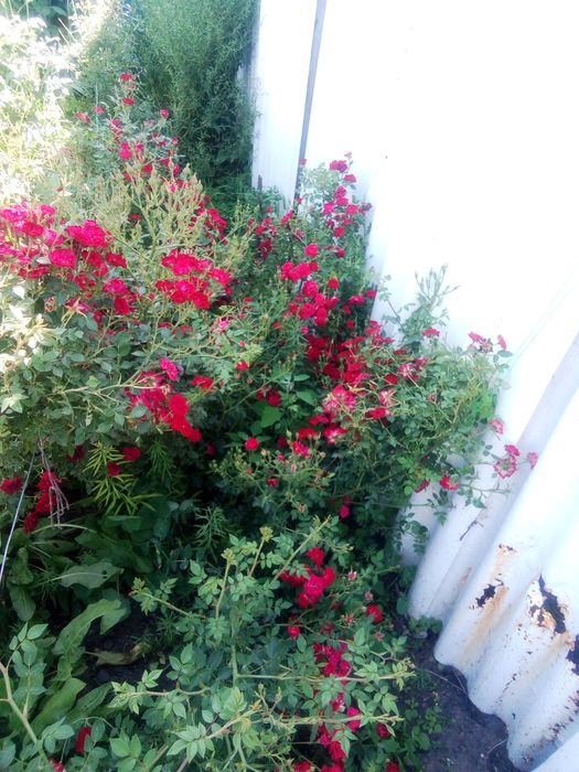 Розы вьющиес карликовые