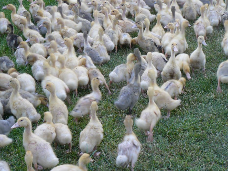 kaczki  mulardy , Pekin i kolorowe.