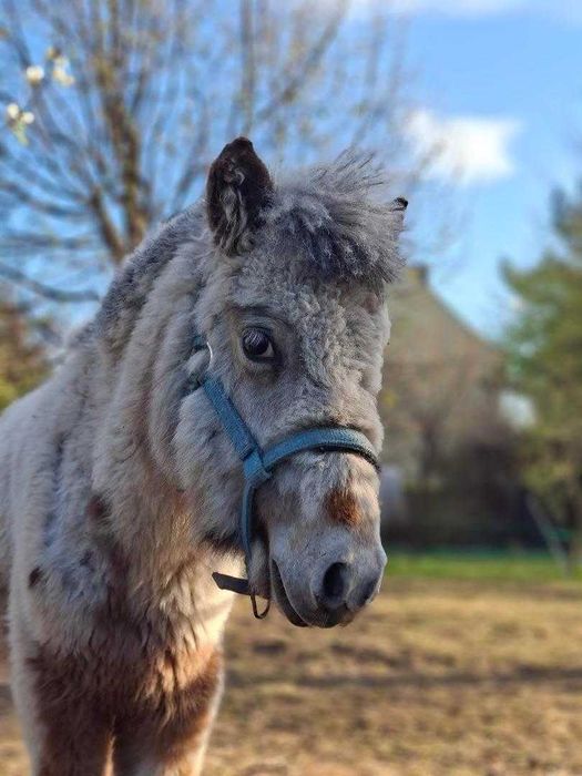 Ogierek mini appaloosa