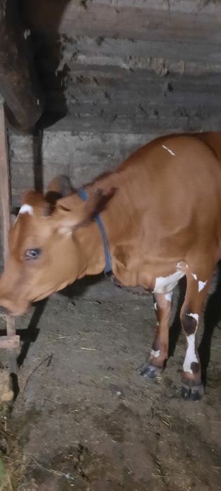 Продам теличку  в добрі руки