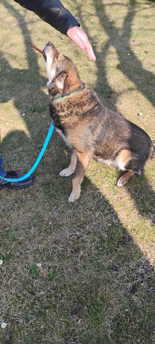 Pilnie szukamy domu.