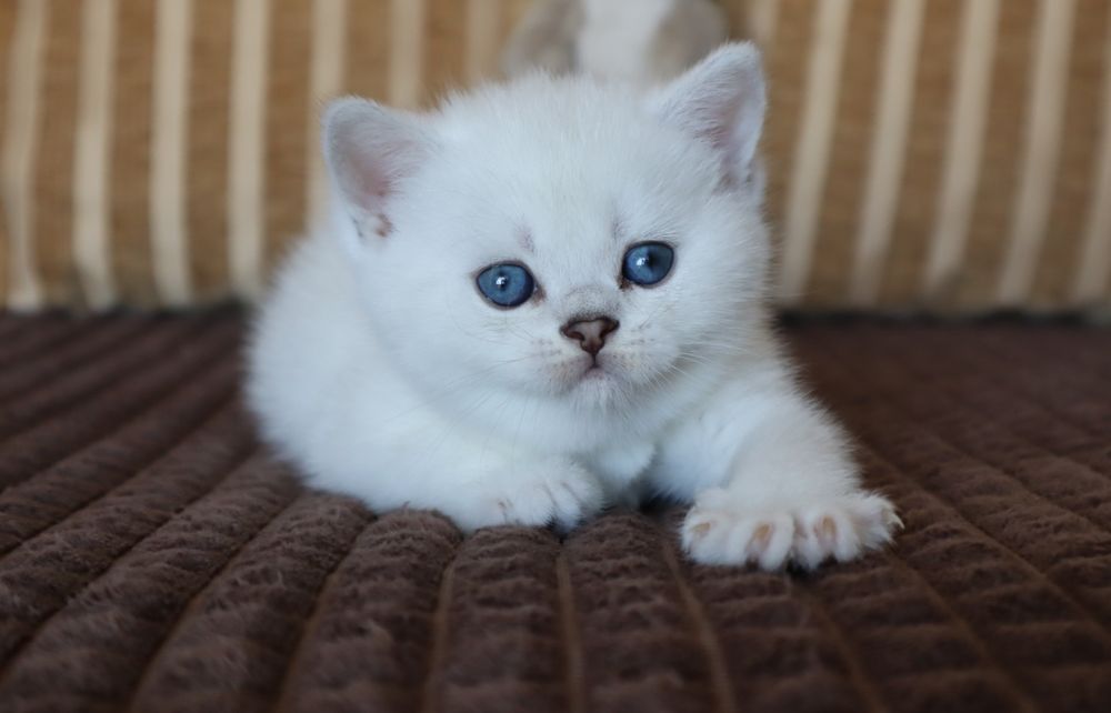 British Shorthair Chinchilla point