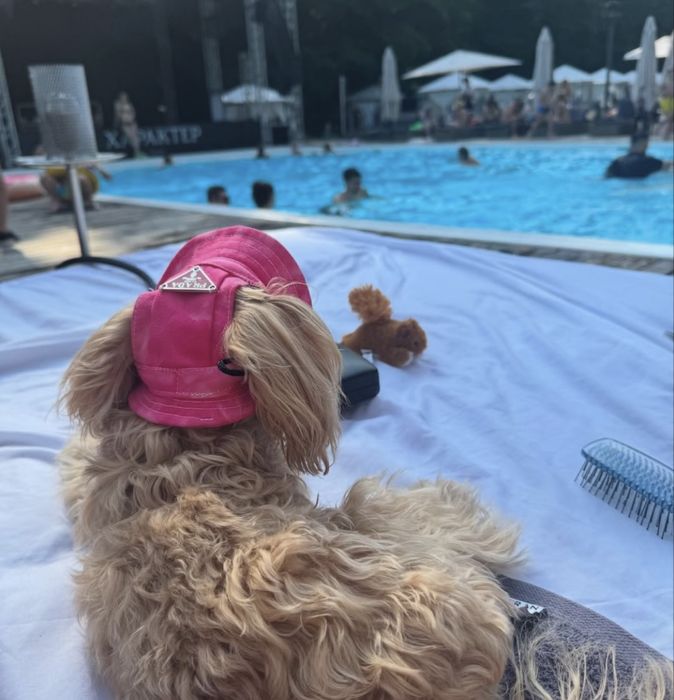 CHOCODOG мальтіпу