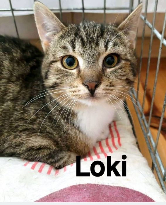 Cudowne Loki i Furi ..czy maja szansę na dom..?