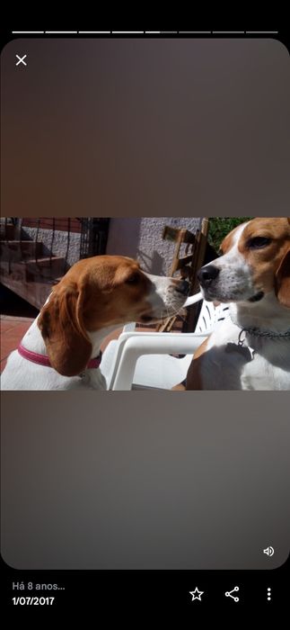 Estadia familiar canina creche