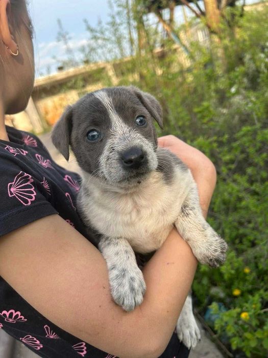 Цуценята шукають дім!